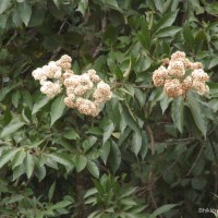 Cordia alliodora (Ruiz & Pav.) Oken